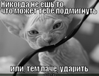 https://lolkot.ru/2012/07/07/nikogda-ne-yesh/