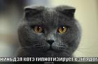 https://lolkot.ru/2010/09/02/nindzya-kote-gipnotiziruyet/