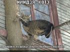 https://lolkot.ru/2010/08/29/nindzya-kote-probirayetsya-k-vragu/