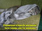 https://lolkot.ru/2015/10/28/nirvantsel-sonnaya-istoriya/