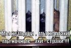 https://lolkot.ru/2011/02/24/nochnyye-ahi-strahi/