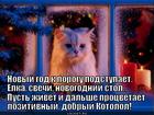 https://lolkot.ru/2014/12/25/novogodniy-stih-2/