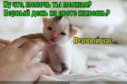 https://lolkot.ru/2015/06/29/novorozhdennyy/
