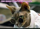https://lolkot.ru/2011/01/28/nuzhno-skrytsya/