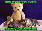 https://lolkot.ru/2017/05/22/nyanya-misha/