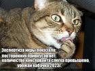 https://lolkot.ru/2024/06/21/nyuansnaya-degustatsiya/
