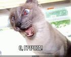 https://lolkot.ru/2010/12/06/o-grechka/