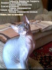 https://lolkot.ru/2012/09/29/o-kote/