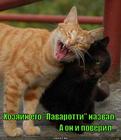 https://lolkot.ru/2015/05/21/o-solya-miu/