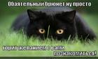 https://lolkot.ru/2012/09/17/obayatelnyy-bryunet/