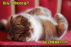 https://lolkot.ru/2012/02/27/obed-bez-menya/