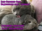 https://lolkot.ru/2015/09/13/obekt-vospitaniya/