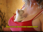 https://lolkot.ru/2011/10/19/obratitki-vnimaniye/