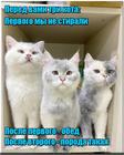 https://lolkot.ru/2024/10/15/obyasnitelnyy-okras/