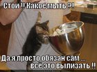 https://lolkot.ru/2012/04/27/obyazan-vylizat/