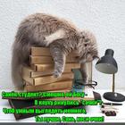 https://lolkot.ru/2017/10/18/ochki-dlya-umnosti/