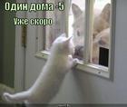 https://lolkot.ru/2011/04/01/odin-doma-5/
