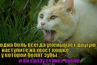 https://lolkot.ru/2012/04/23/odna-bol/