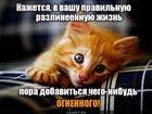 https://lolkot.ru/2016/02/16/ognennaya-dobavka/