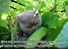 https://lolkot.ru/2015/06/07/ogurets-so-vkusom-ryby/