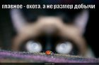 https://lolkot.ru/2010/06/02/ohota/