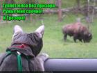 https://lolkot.ru/2016/12/14/ohotnichiy-instinkt/