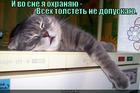 https://lolkot.ru/2014/11/27/ohrana-5/