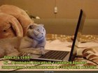 https://lolkot.ru/2011/11/23/opisat-sebya/