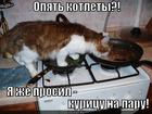 https://lolkot.ru/2013/06/13/opyat-kotlety/