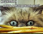 https://lolkot.ru/2010/10/21/opyat-v-makdonaldse/