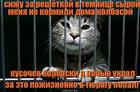 https://lolkot.ru/2014/01/07/orel-molodoy/