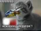 https://lolkot.ru/2010/06/08/oshibsya-miskoy/