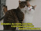 https://lolkot.ru/2012/07/26/osnovnoy-instinkt/