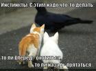 https://lolkot.ru/2013/12/10/osnovnoy-instinkt-2/