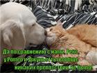 https://lolkot.ru/2015/05/26/osobennosti-zveryachey-lyubvi/