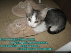 https://lolkot.ru/2011/11/25/ostav-syurpriz/