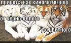 https://lolkot.ru/2011/03/12/ot-chyorno-belogo-do-tsvetnogo/