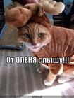 https://lolkot.ru/2012/08/30/ot-olenya-slyshu/