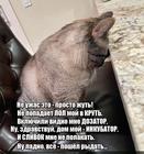 https://lolkot.ru/2024/05/21/otchayannyy-lakator/