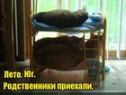 https://lolkot.ru/2016/08/20/otel-rodnya/