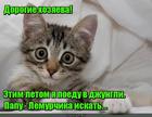 https://lolkot.ru/2016/02/20/otets-moy-lemur/