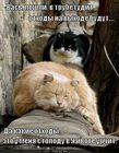 https://lolkot.ru/2011/04/23/othody/