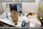 https://lolkot.ru/2010/06/14/otkuda-berutsya-virusy/