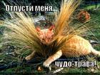 https://lolkot.ru/2012/06/03/otpusti-menya-chudo-trava/
