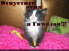 https://lolkot.ru/2013/01/02/otpustite-menya-v-gimalai-2/