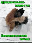 https://lolkot.ru/2016/08/04/pamyat-serdtsa/