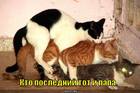https://lolkot.ru/2010/10/03/papa/