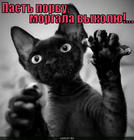 https://lolkot.ru/2012/09/01/past-porvu-4/