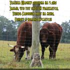 https://lolkot.ru/2016/09/08/pastushya-ohotnichya/