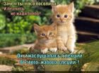 https://lolkot.ru/2014/09/18/perechnitsa-i-solonka/